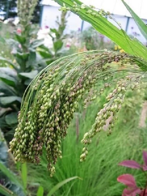 Violet Panic Grass Seeds 100 Ornamental Grass Seeds Switch Grass