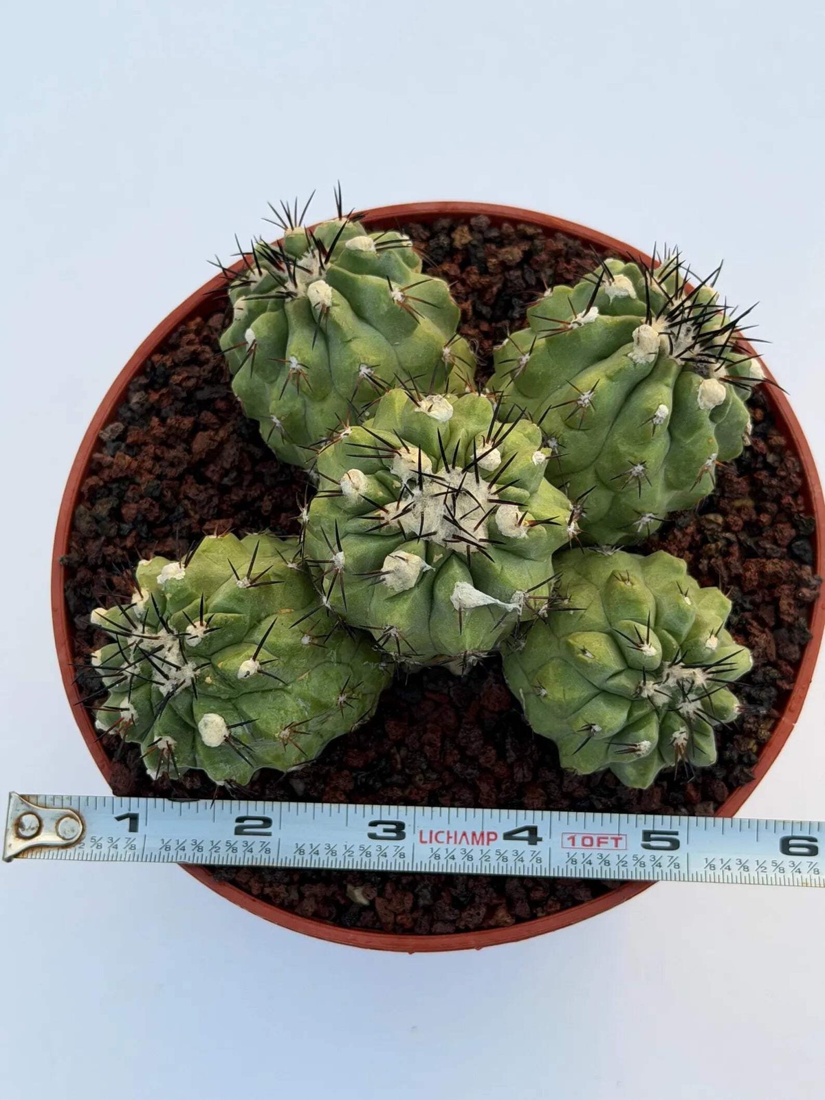 Copiapoa Cinerea Hybrid Cluster | Rare Collector Desert Succulent Plant