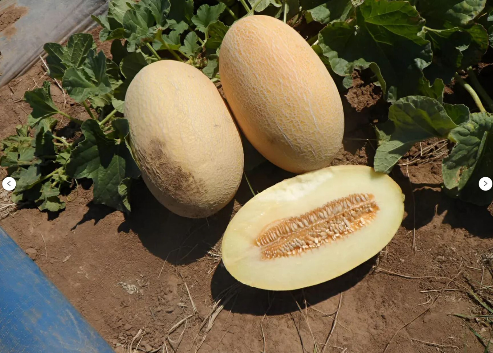 40 Heirloom Eindor Melon Seeds – Honey Sweet Creamy White Flesh
