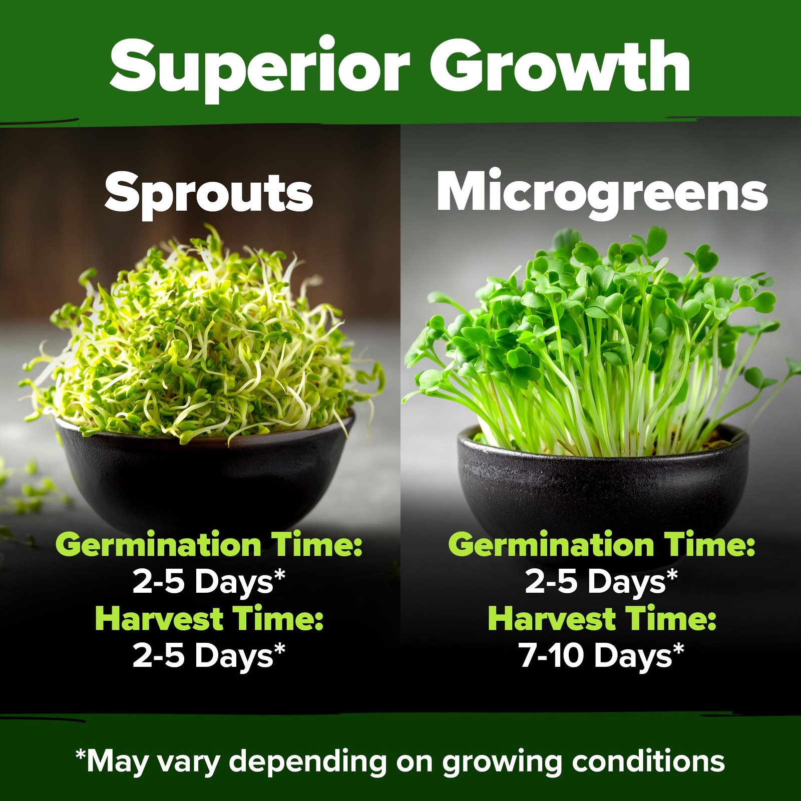 Alfalfa Sprout Seeds 8 oz Bulk Heirloom NonGMO, USA Sourced, High Germination…