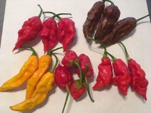5 STRAIN EXTREME HEAT COMBO! RARE PEPPER SEEDS – SUPER HOTS – GARDEN FRESH  2024