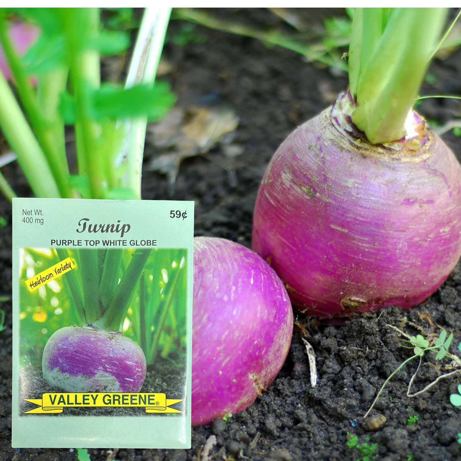Valley Greene 400mg Turnip Seeds. Purple Top White Globe Variety : 2CT
