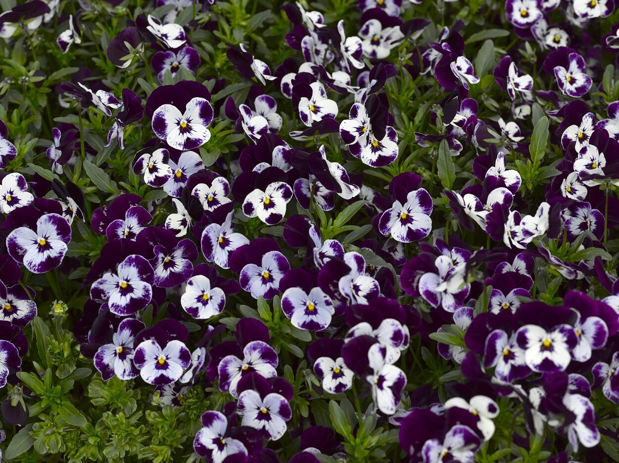 Viola Seeds 25 Penny Mickey Viola Cornuta Seeds