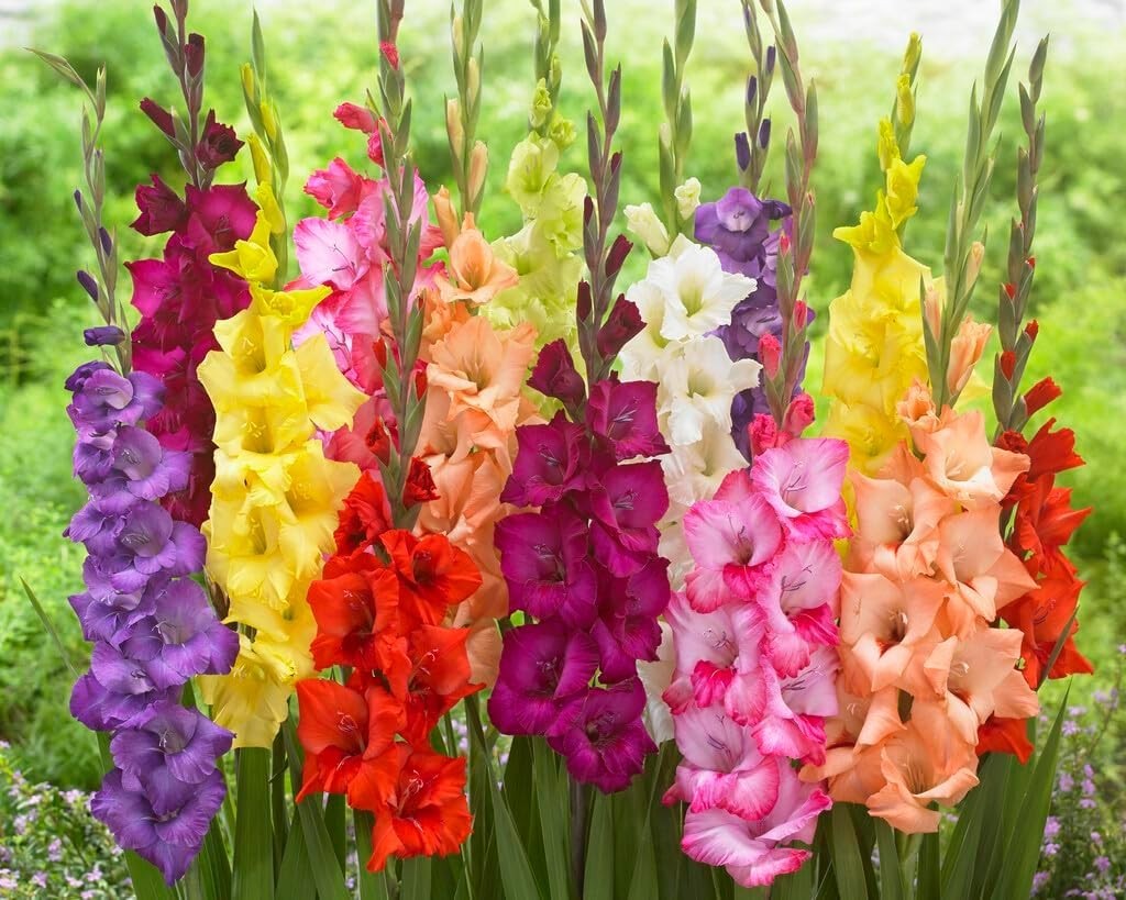 Gladiolus Flowers – 4 Pack – Mixed Colors – Sword Lily Bulbs