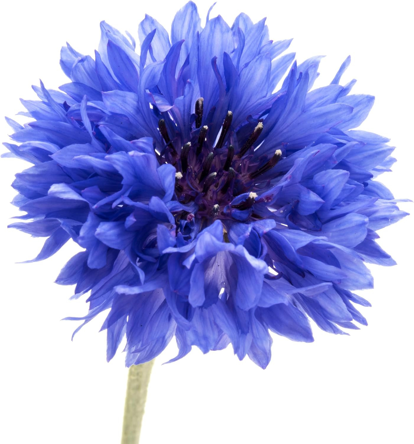 1000 Dwarf Blue Bachelor Button Flower Seeds for Planting, Centaurea Cyanus (Cor