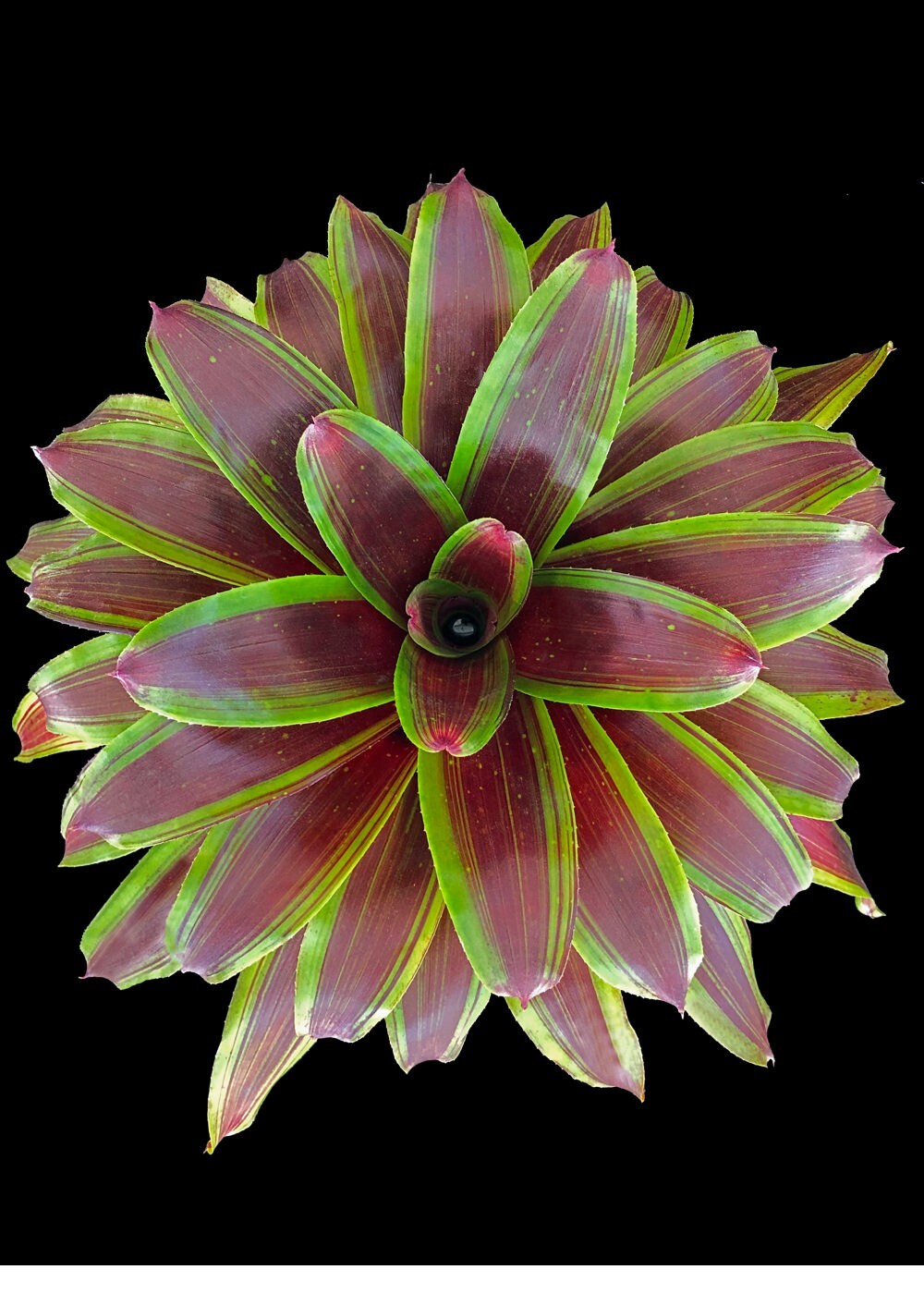 Bromeliad – Neoregelia Namaskar 6″ pot – Live Plant