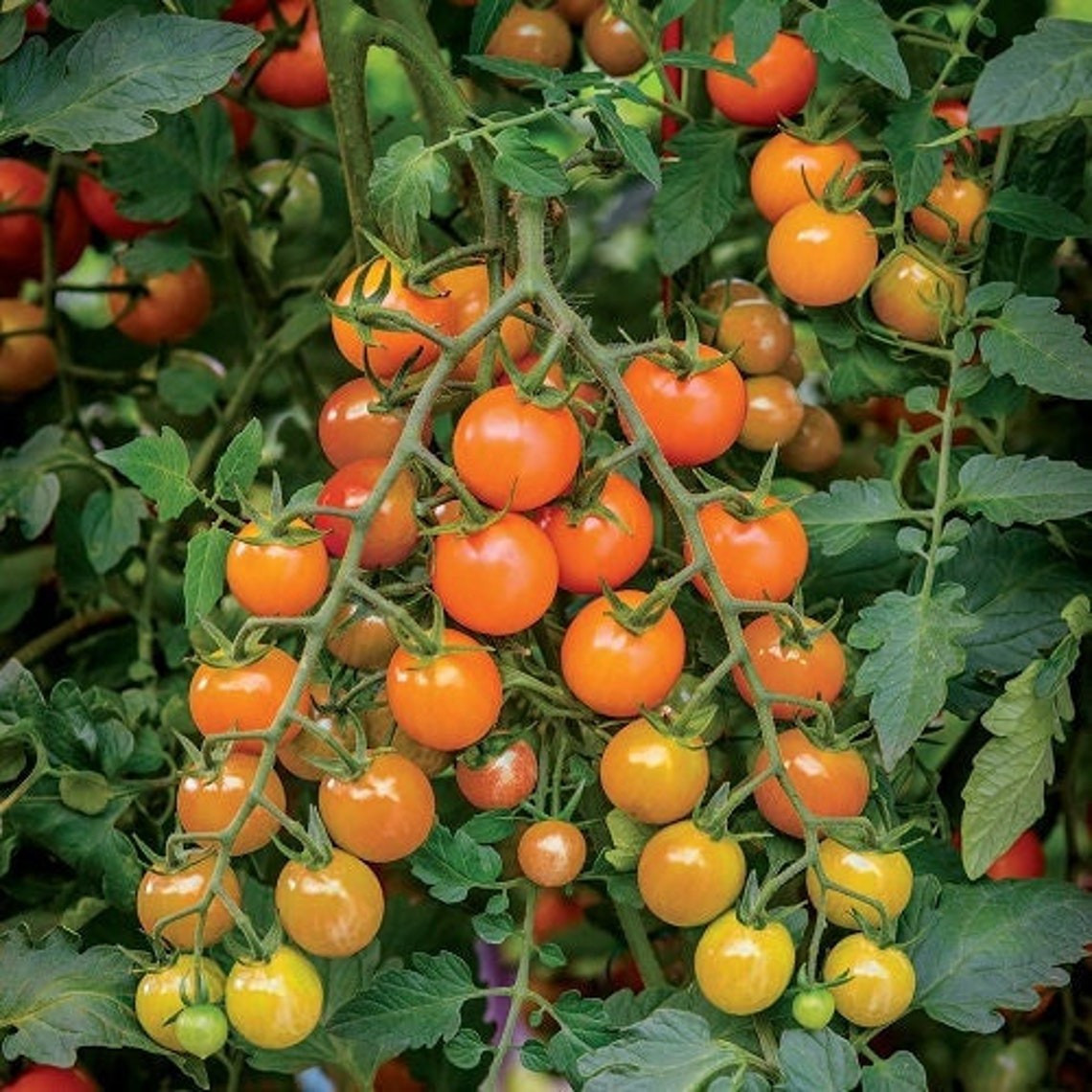 Lolli Bomb Orange Cherry Tomato Seeds (30) / Organic / Florida Grown / Rare