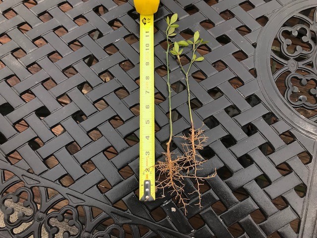 TRIFOLIATE ORANGE 13-18″ TREES Quantity 3