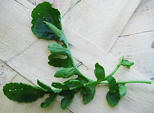 Cress Upland Barbarea verna 5,000 seeds