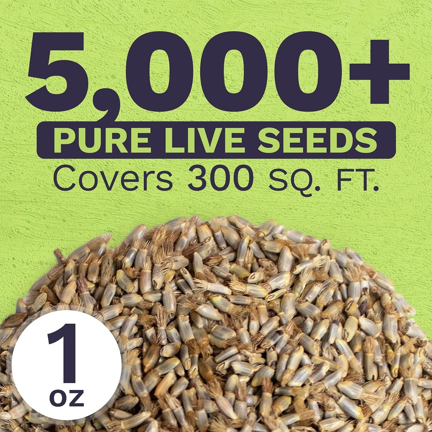 Blue Cornflower Seeds – 5,000 Extra Large Non-GMO Wildflower Seeds, Easy to Grow