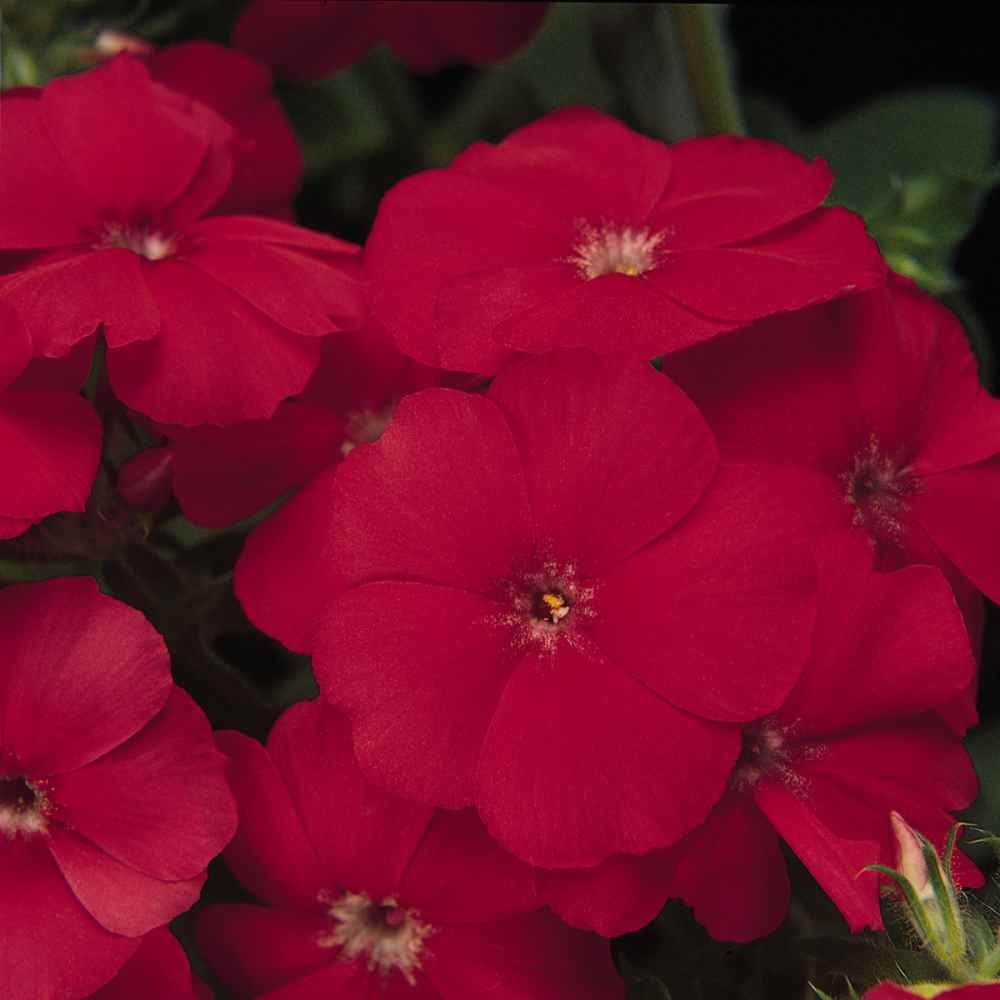 1 LB Scarlet Phlox Seed For Planting – Annual Red Phlox Wildflower Seeds