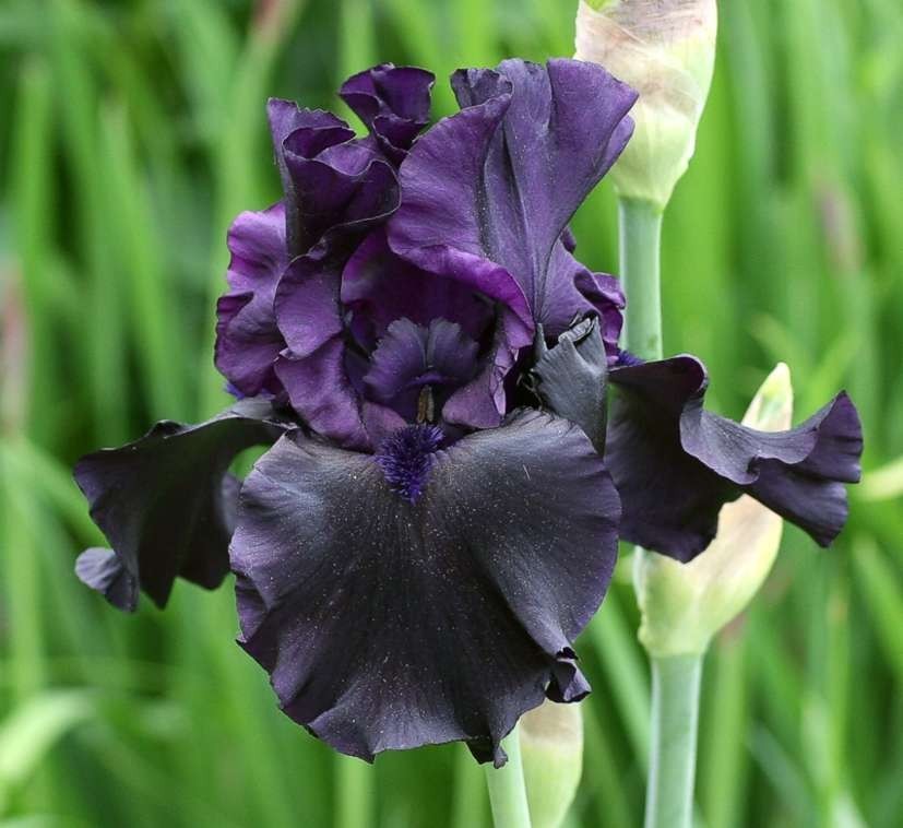 6 Tall Bearded Iris~Small Rhizomes/Bulbs~HELLO DARKNESS~Black/Purple Perennial