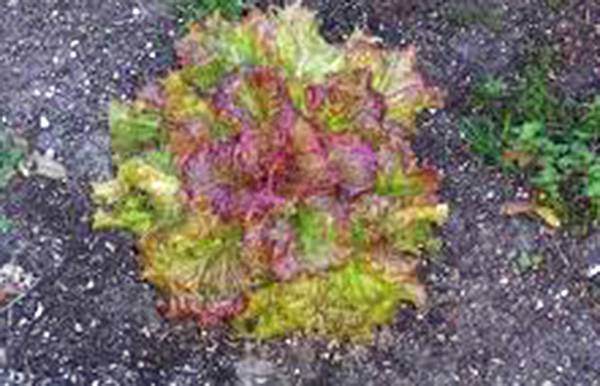 LETTUCE SEED, LEAF LETTUCE, PRIZEHEAD, HEIRLOOM, NON GMO, 1000 SEEDS