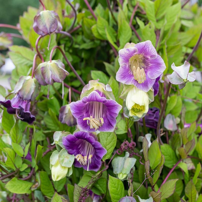 200+Perennial Cobaea Cup & Saucer Vine Flower for Planting Outdoor-Annual Cat…