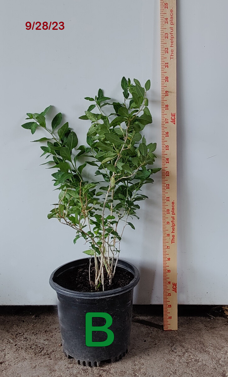 1 (One) Live Plant (seedling) of “GOJI BERRY” About 6-18″ Tall (ROOTED)