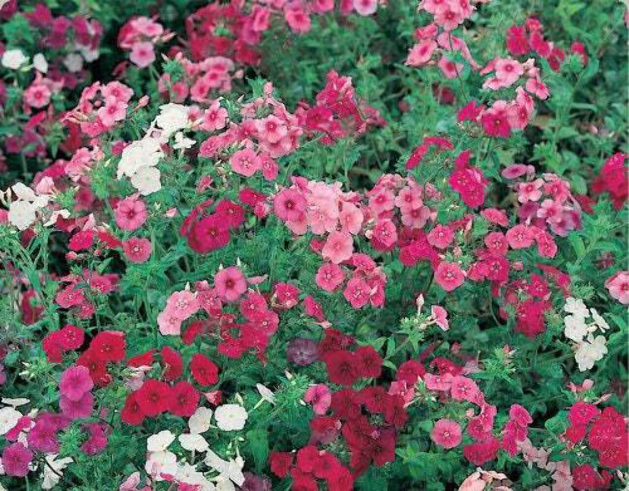 100 Mixed Colors DRUMMOND PHLOX MIX Pink Red White Phlox Drummondii Flower Seeds