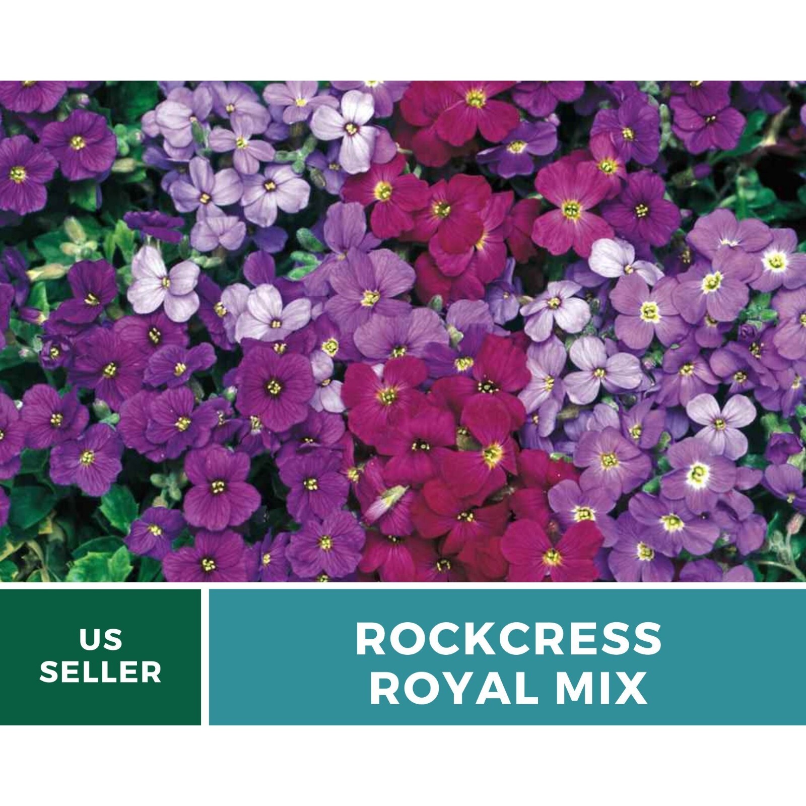 Rockcress, Royal Mix – Stunning cascading flowers (Aubrieta hybrida)