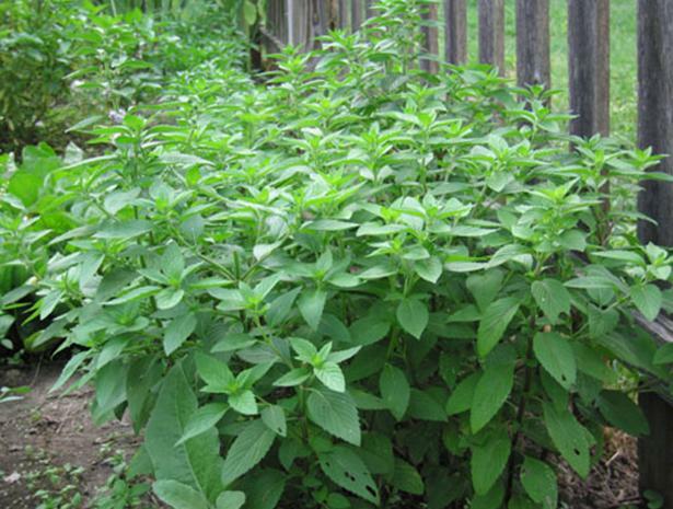 .308g/200+ Lemon Basil Seeds Heirloom NON-GMO Always Fresh Seeds for Your Garden