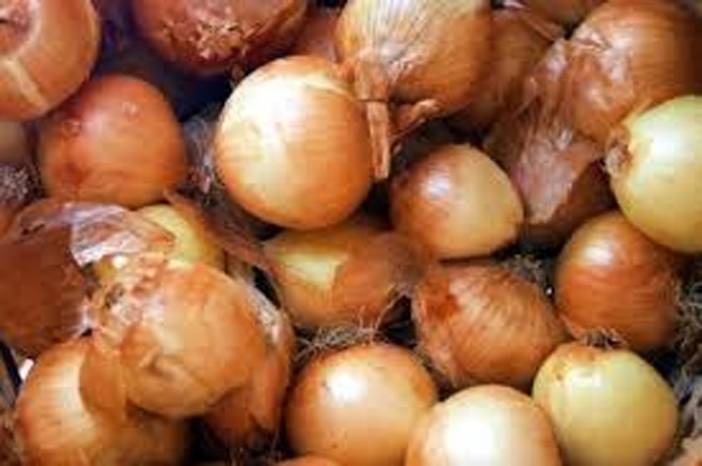 Yellow Spanish Onion Seeds (100 Heirloom Non-GMO Seeds) Mild Jumbo Golden Skin