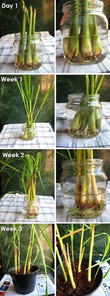 3 Fresh rooted lemongrass, live plant ready to pot and soil in garden. Organic