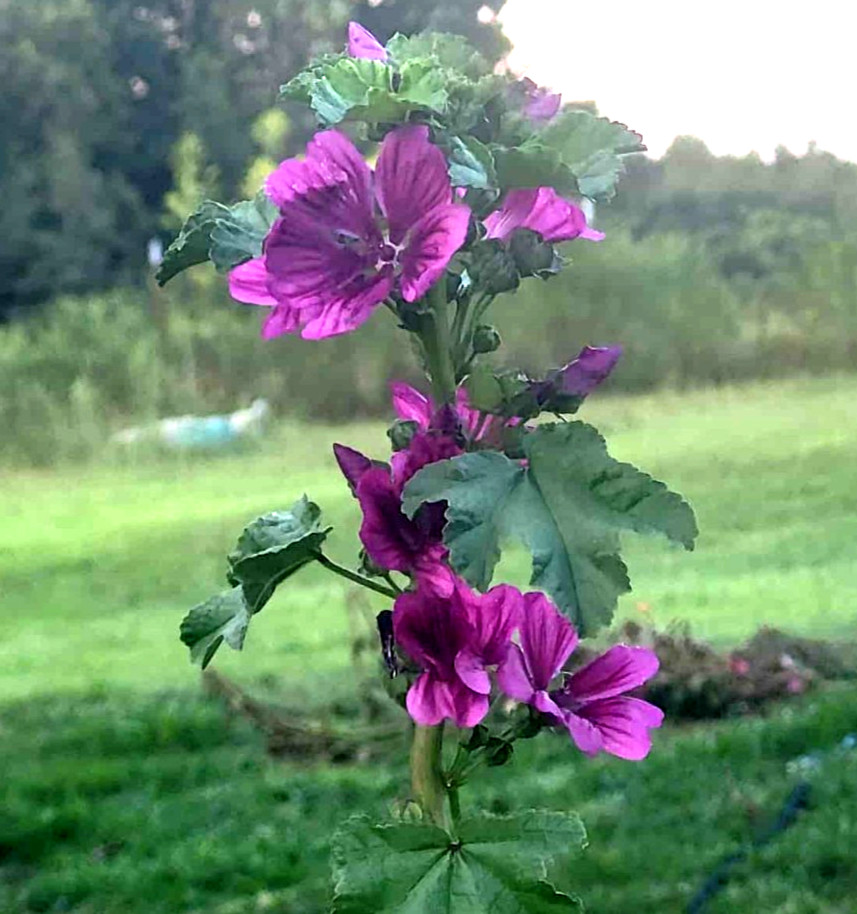 Malva Sylvestris ‘Zebrina’ Perennial Flower 35 Seeds French Hollyhocks Organic