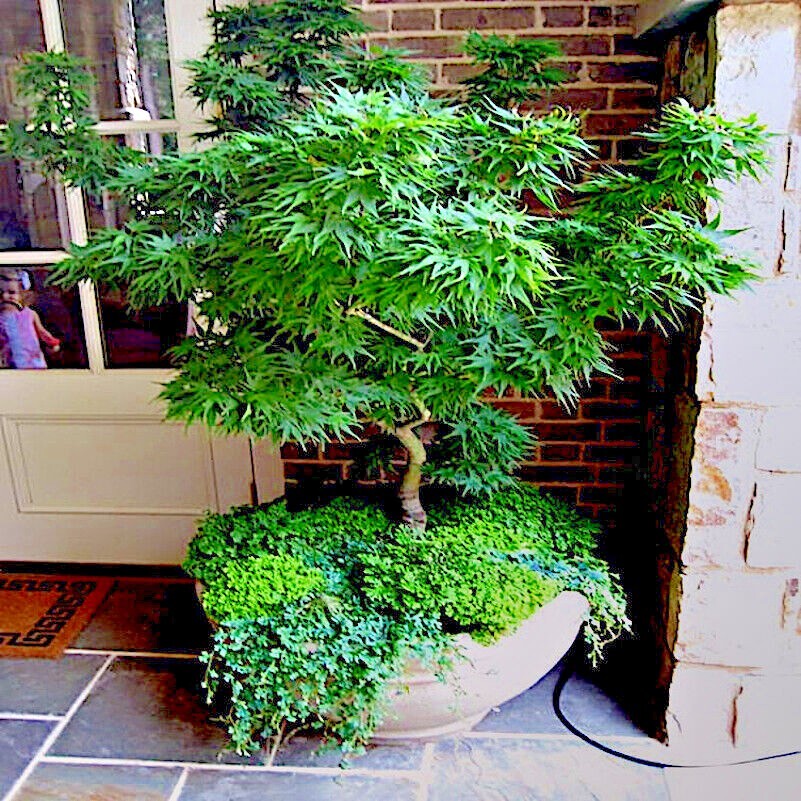 5 “DWARF” Japanese Maple Tree Seeds (Mikawa yatsubusa) UNIQUE Hemp Herb Bonsai