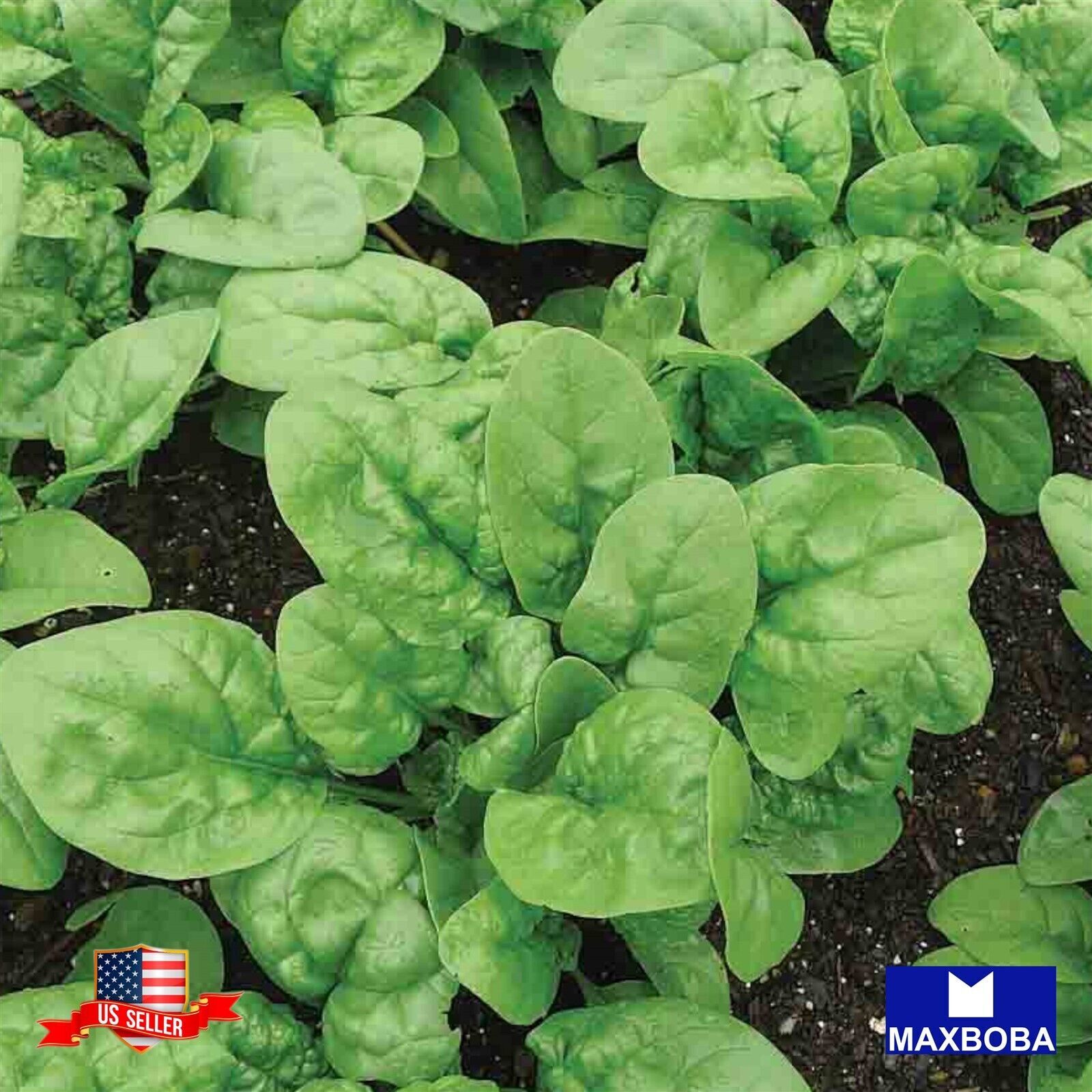 Non-GMO Spinach Seeds – Early Hybrid Vegetable