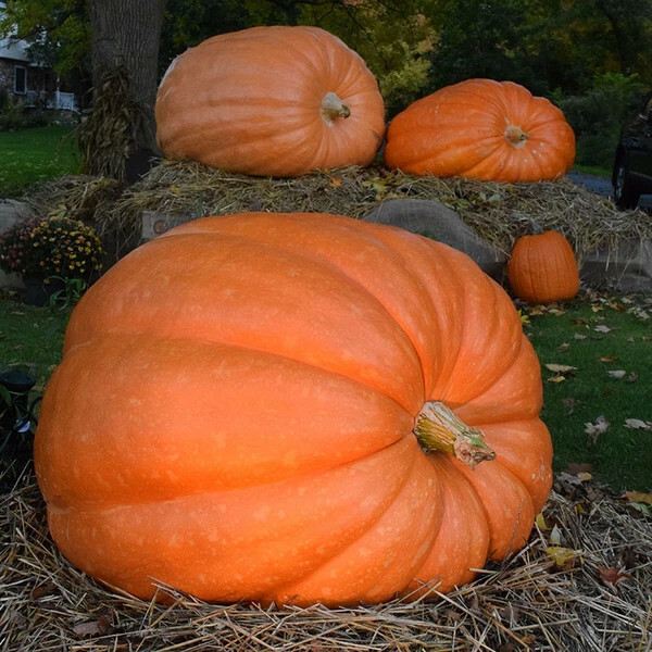 Dill’s Atlantic Giant Pumpkin Seeds (5). Current Record Holder over 1,800 Pounds