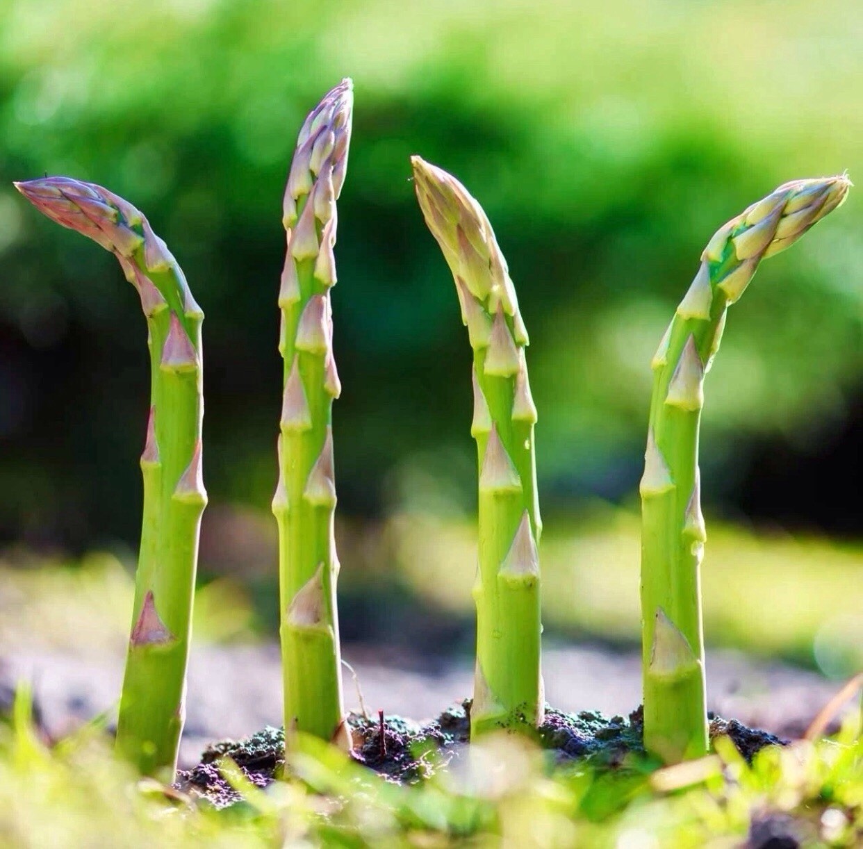 Asparagus – Mary Washington Seeds | Heirloom | Non-GMO | 25+ Seeds