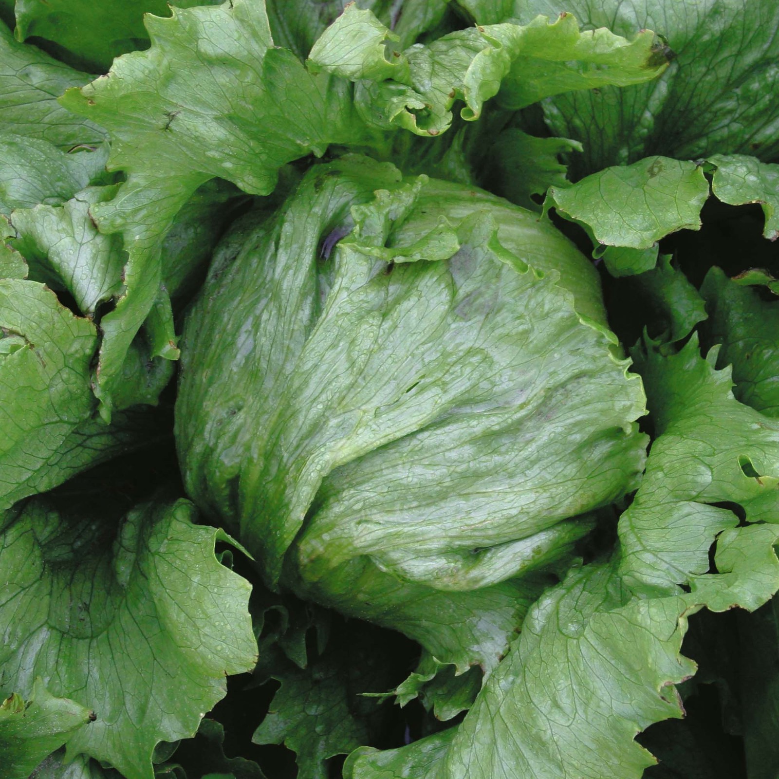 ICEBURG LETTUCE SEEDS * ICE-GREEN LEAVES * COMPACT HEADS * 200 COUNT PKT.