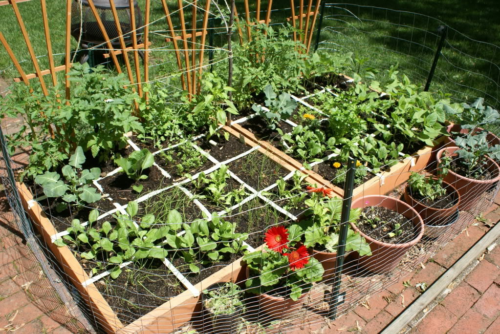 18 Variety Pack Of heirloom seeds non-gmo Fruits & Vegetables