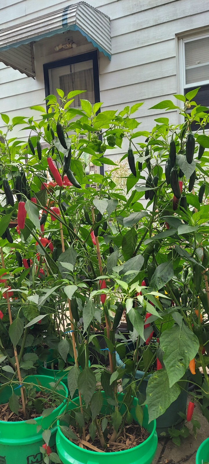 Serrano Pepper Seed 20