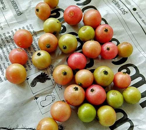 Muntingia calabura | Jamaican Cherry | Panama Berry | 250 Seeds