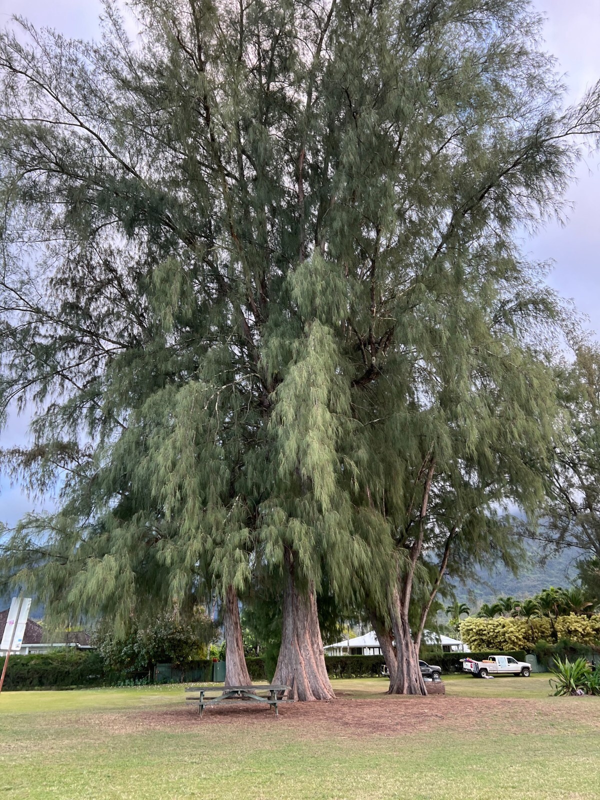 Australian Beach Pine Tree | Premium Seeds | Casuarina equisetifolia | Plants’®