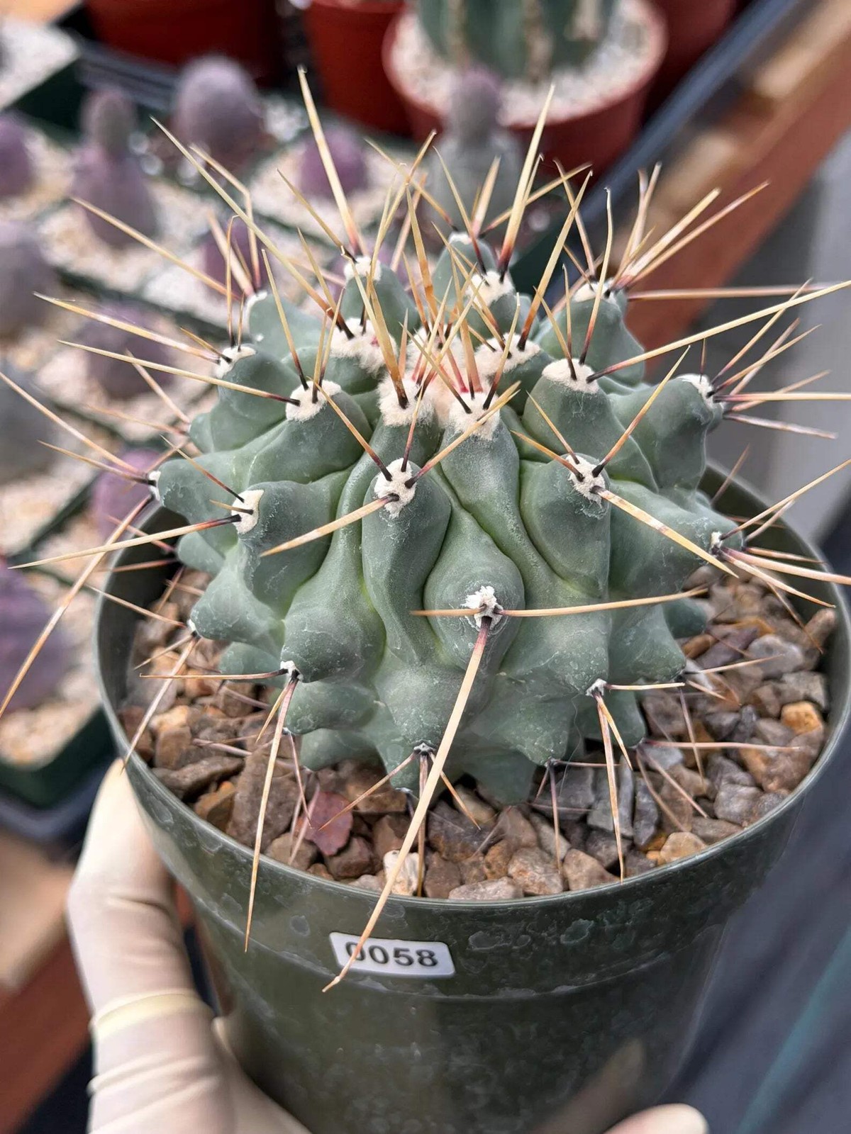 Thelocactus Rinconensis | Seed‑Grown Rare Cactus | Live Plant
