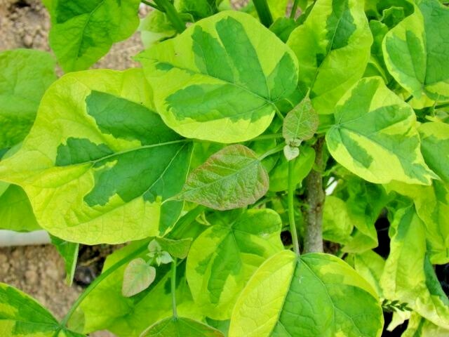20 VARIEGATED SOUTHERN CATALPA SEEDS – Catalpa bignonioides ‘Variegata’