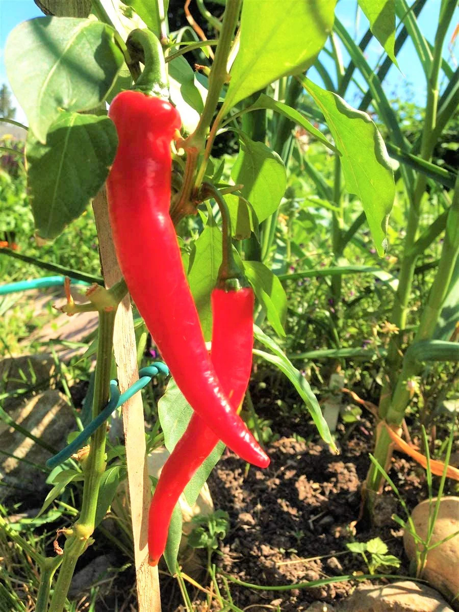 Large Red Thick Cayenne Pepper Seeds | USA Hot Chili Chile Vegetable Seed 2024