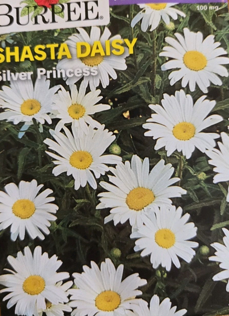 Burpee’s Shasta Daisy Silver Princess Heirloom Seeds Perennials 100 Mg