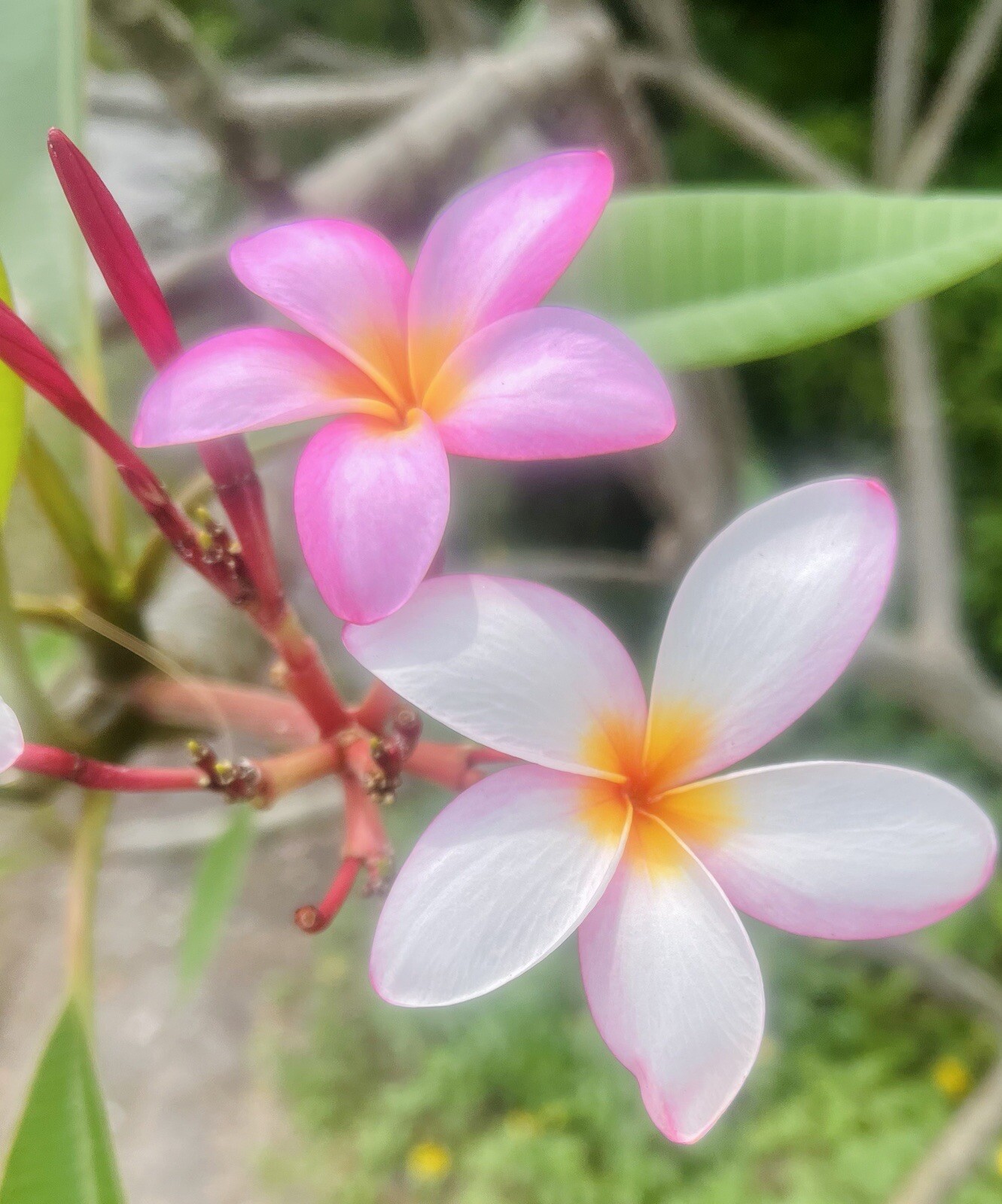 Plumeria Frangipani LIGHT PINK Hawaii Lei Flower Tree 10 Seeds FL Fresh 2024