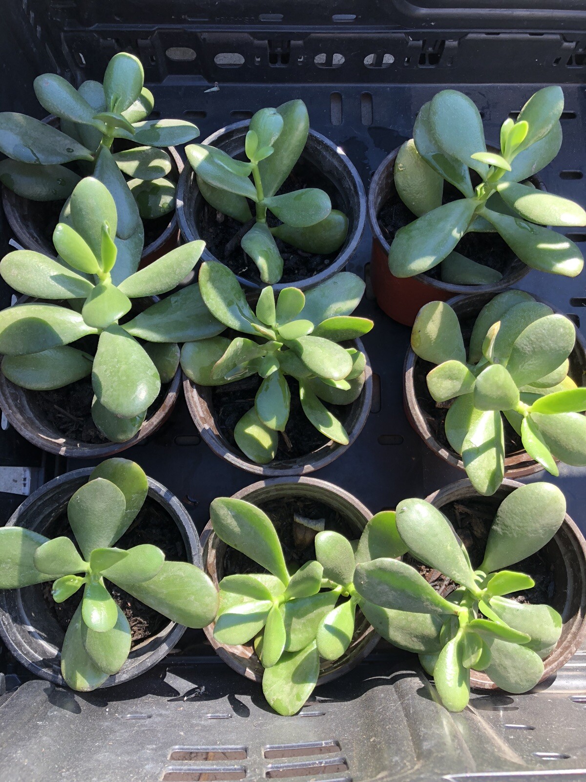 3 Jade Plant Fresh Cutting Money Plant Ready To Plant No Root
