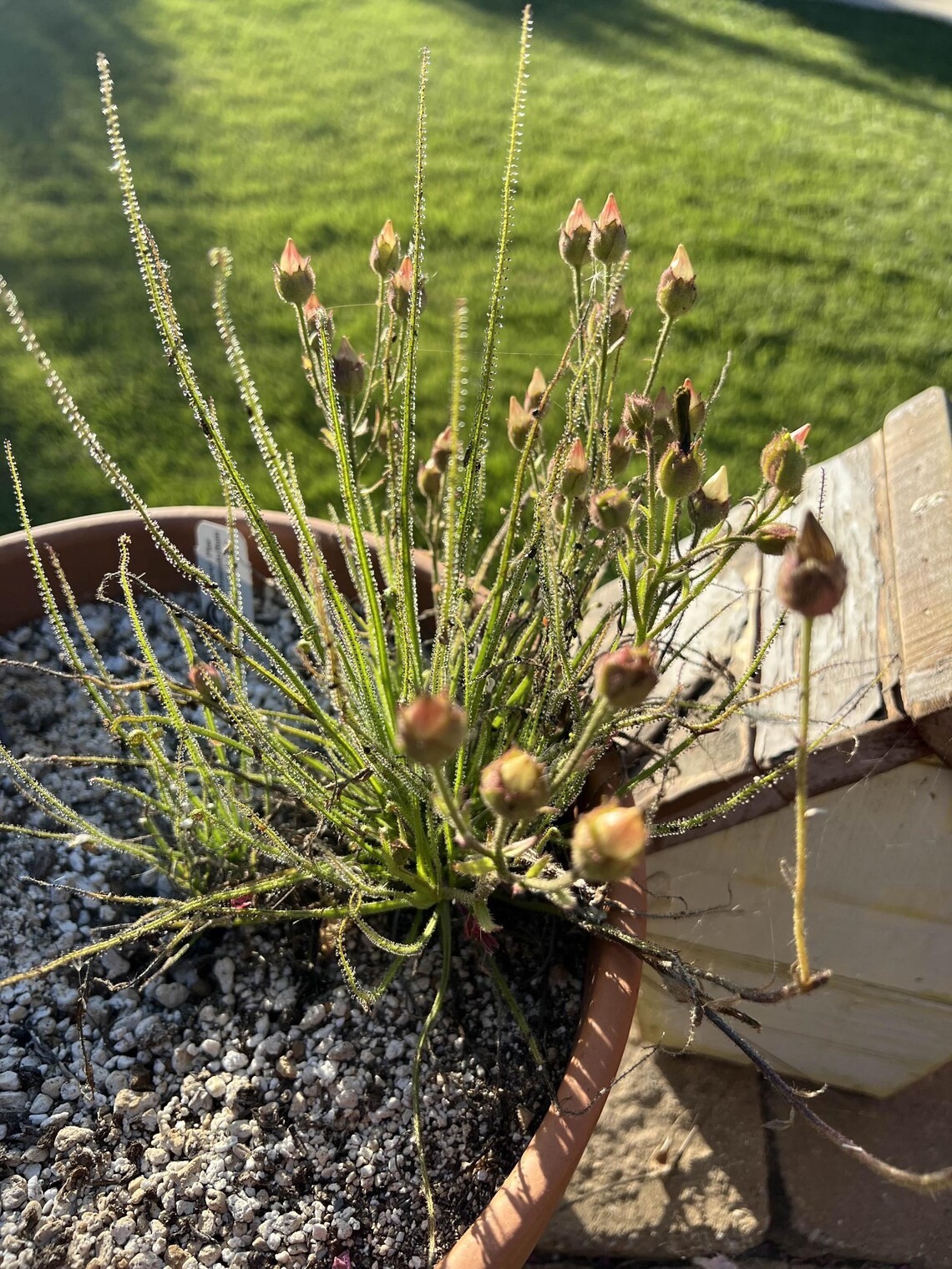 Dewy Pine Seeds (Drosophyllum lusitanicum) Carnivorous Plant Seeds 15 Pack
