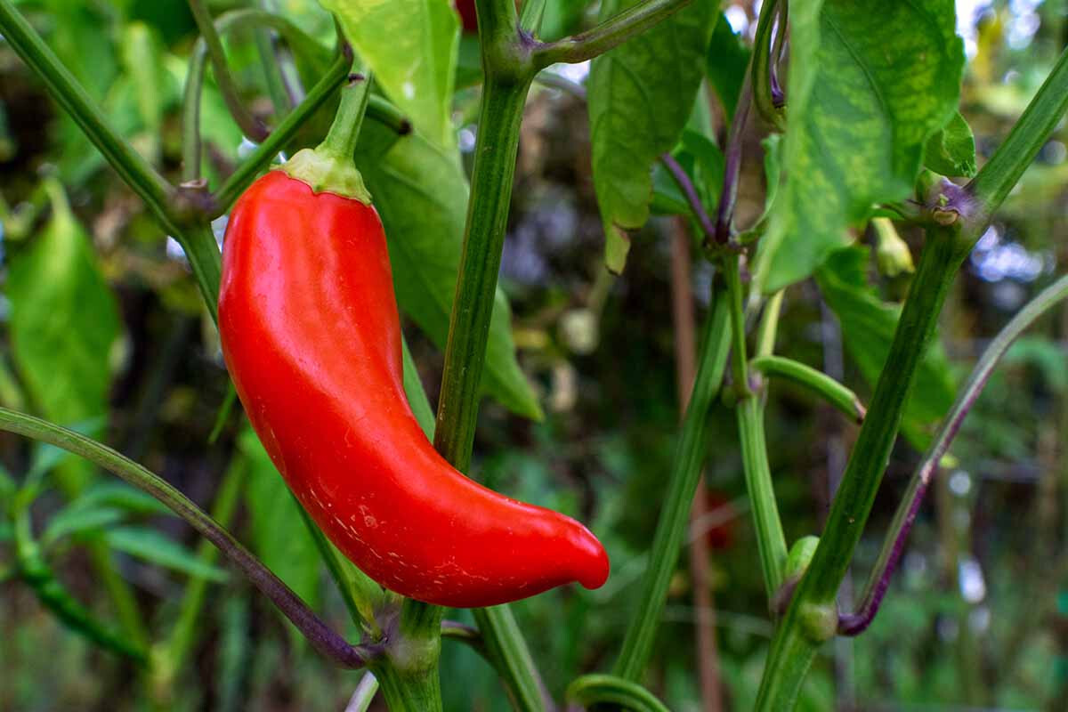 Red Banana Pepper Seeds (20) / MILD / ORGANIC / FLORIDA GROWN /