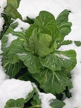 Collards Champion 1,000 seeds