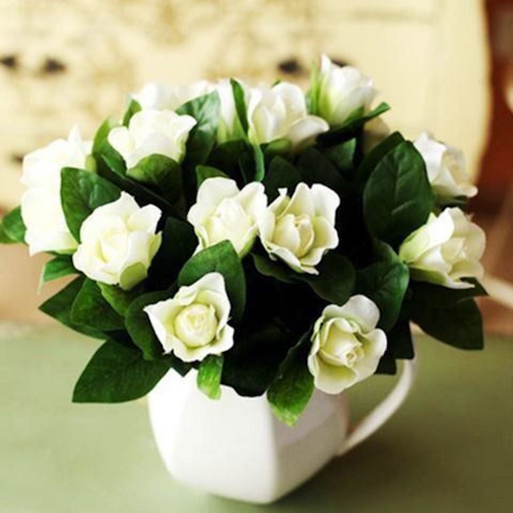 20 SEEDS GARDENIA for germination blossom flowering bud bloom exotic garden bed