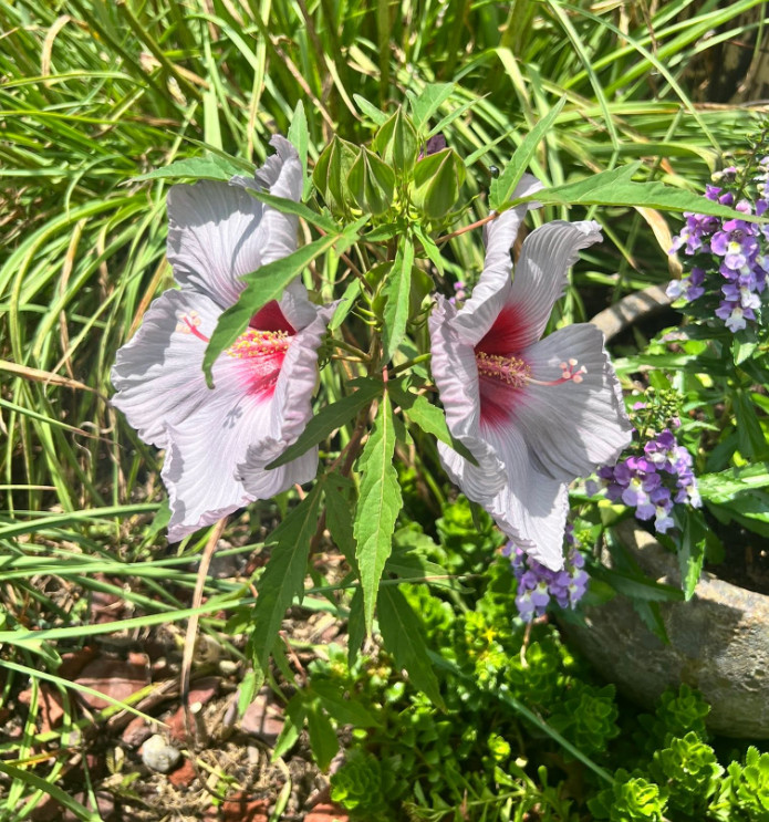 Blue Brule Rose of Sharon Plant – 4-8″ Tall – Lavender-Blue Flowering Shrub