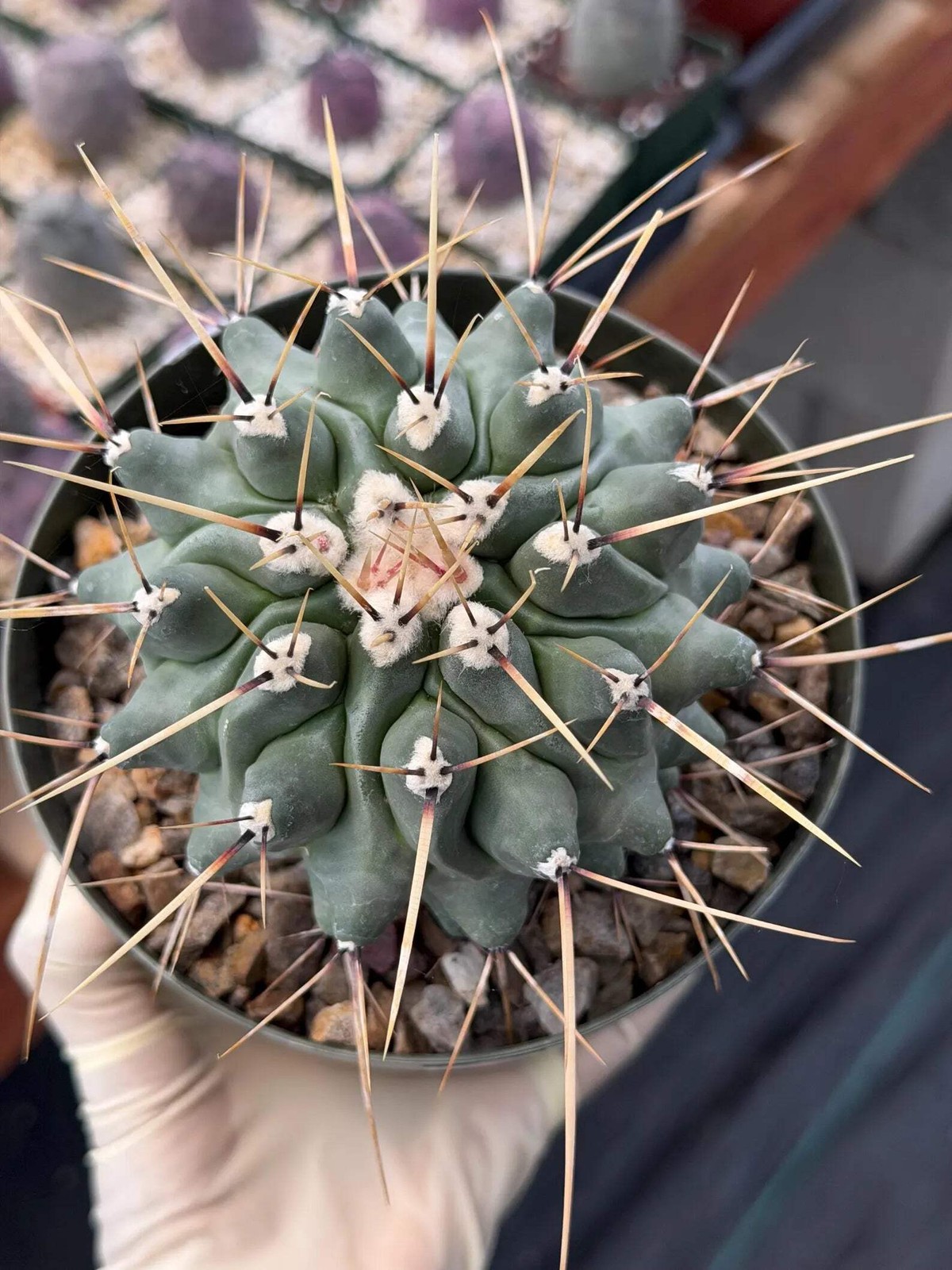 Thelocactus Rinconensis | Seed‑Grown Rare Cactus | Live Plant