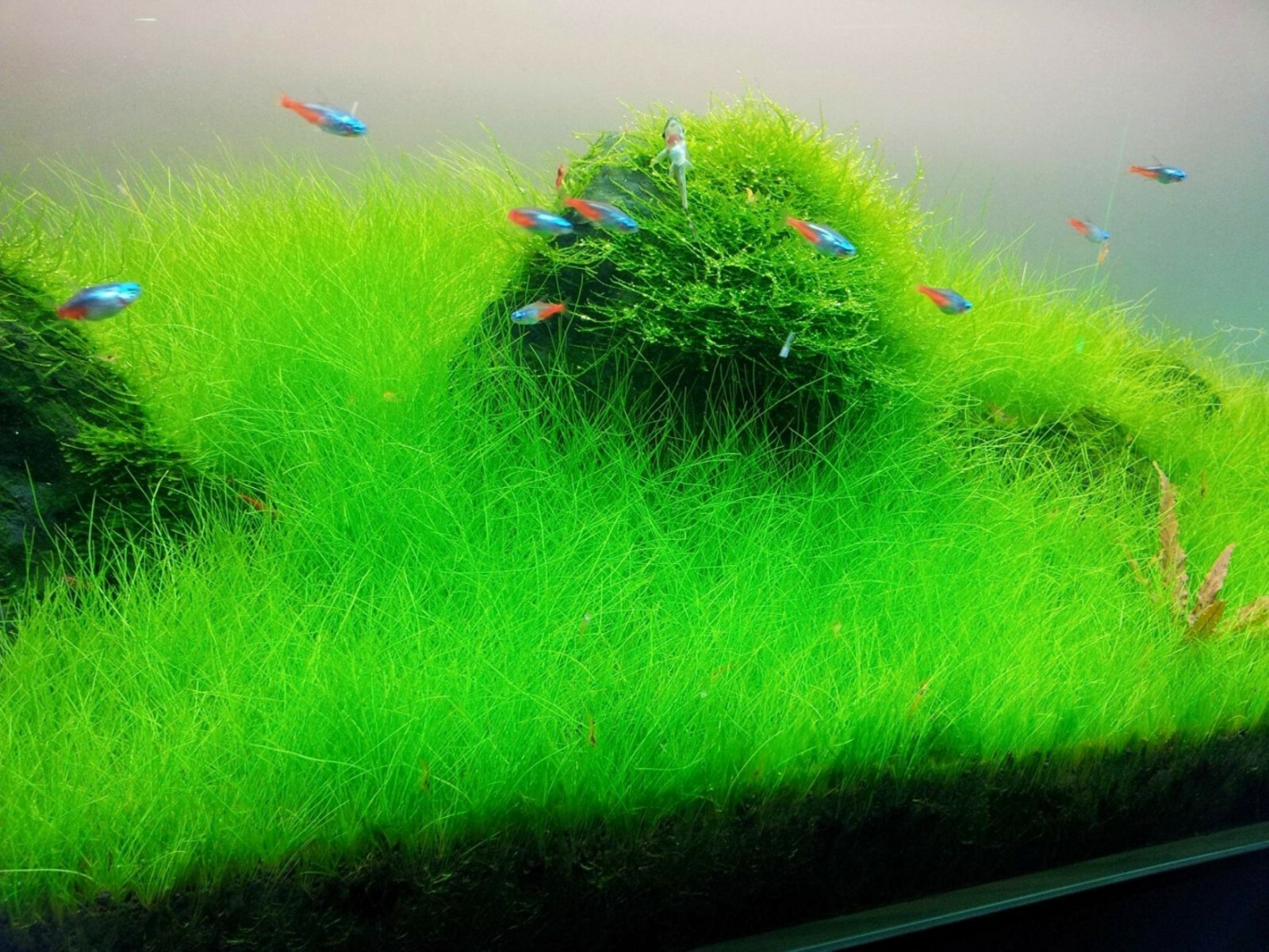NEW LIVE AQUARIUM PLANT Seeds Fish Tank Water Grass Ground Covering Plants