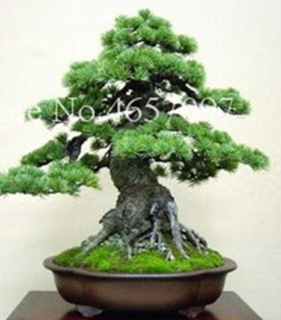 20 EXOTIC rare BONSAI PINE SEEDS for garden flower plant tree USA SELLER USPS