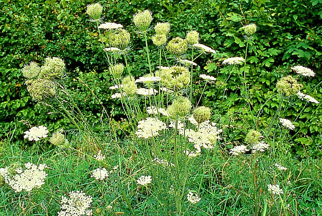 QUEEN ANNS LACE 1000 SEEDS, DAUCUS CAROTA, WILD CARROT, WILDFLOWER, BULK SEEDS