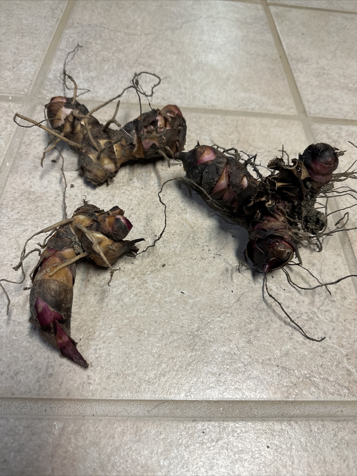 Canna Bulbs Red Flowers Tall Plants Lot Of (3) Bronze Leaf Lily Rhizomes